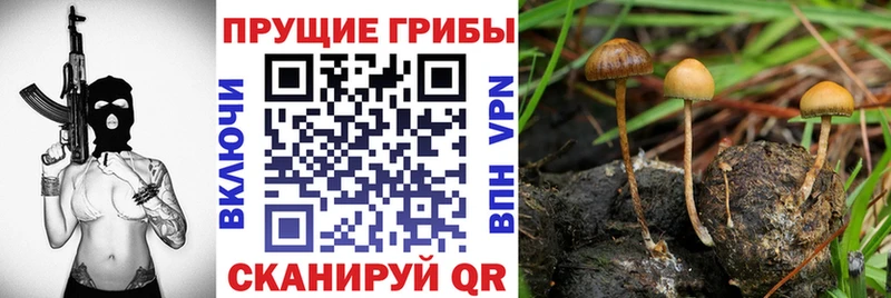 кракен рабочий сайт  Октябрьский  Псилоцибиновые грибы ЛСД  сколько стоит 